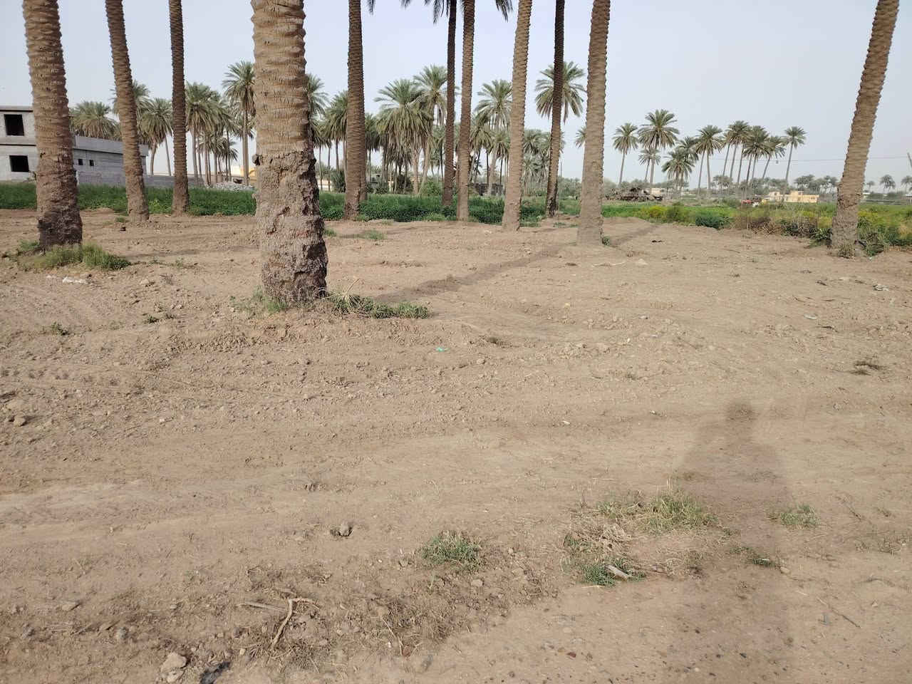 سلام عليكم عندي دونم للبيع بغداد اليوسفيه القصر الاوسط حي ربيع مخازن أحمد ألانباري سند 25 بسمي تحتوي مباشروبيهه ما ساله كهرباء شارع تبليط بيها نخل 20 نخل و مشروع رواي مي لكبير السعر خاص *********** السعر
