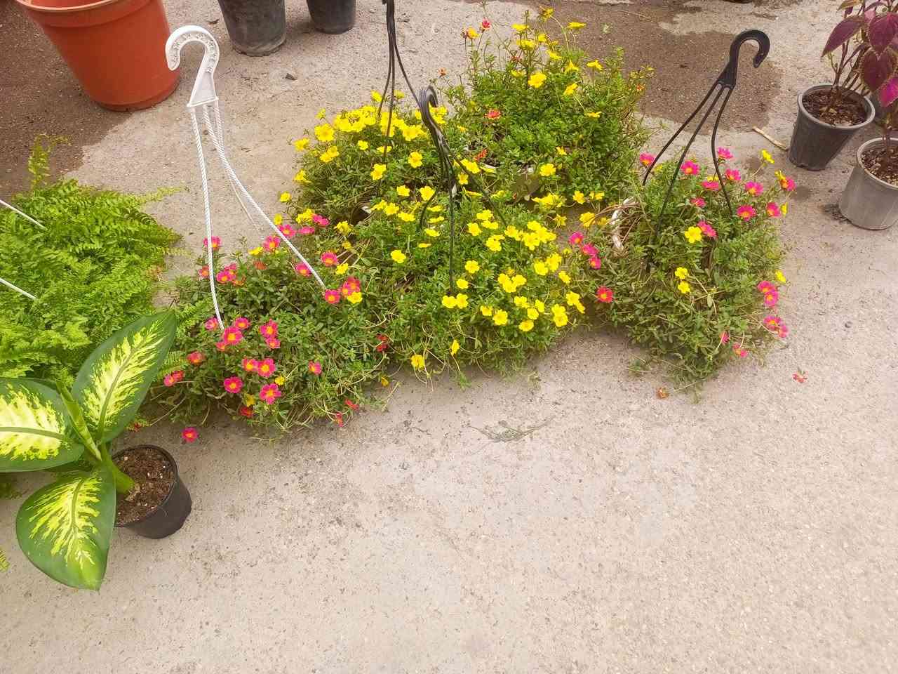 ورود • بعقوبه