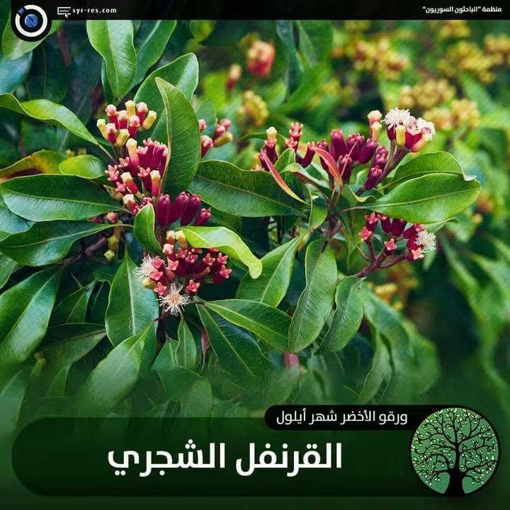 قرنفل شجري • ١٧٥سم • كثيف