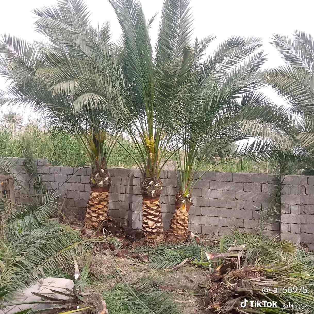 🌴🌟 تتوفر لدينا كافة أنواع الفسائل بأصناف مميزة ومضمونة 🌟🌴

الأنواع المتوفرة:
✅ برحي 🌱 خستاوي 🌱 بريم 🌱 عمران 🌱 تبرزل 🌱 مكتوم 🌱 جمالي 🌱 اشرصي 🌱 بربن 🌱 حمراوي 🌱 شكر 🌱 شوثي أصفر ✅
جبجاب  بلكه حمرت الجبل اصابع العروس عويدي ديري 
مجهول خضراوي عوينت ايوب جمال الدين 
🔶 جميع أنواع الفسائل مقدمة بأمانة الله ورسوله، خاصة من مزارعنا.
🔶 متوفرة بأحجام متعددة حسب الطلب، وتشمل الفسائل للأمهات والذكور.

🚚 توصيل لجميع محافظات العراق للطلبات 10 نخلات فما فوق.

☎️ لمعرفة الأسعار أو الاستفسار، يرجى مراسلتنا من الزر اسفل المنشور او على الارقام:

📲 واتساب
📲 ***********
📲 ***********
***********

💼 جاهزون لتجهيز دوائر الدولة، المشاتل، والمزارع الخاصة والعامة.
✨ فضلاً، ندعوكم لدعم صفحتنا عبر المتابعة والمشاركة، وتحية حب وتقدير لكم 🌹🌹
