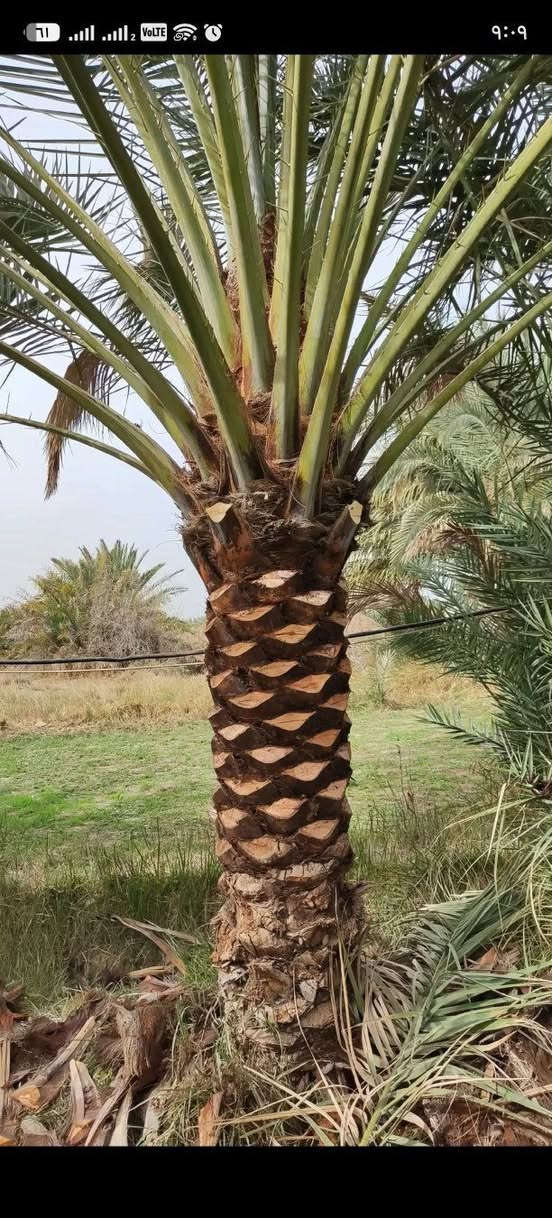 شلاع وتكريب • تنظيف النخيل • الديوانية