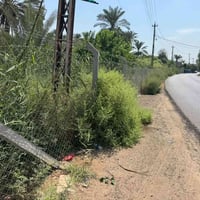 الراشدية • ١٠ دوانم • ملك صرف