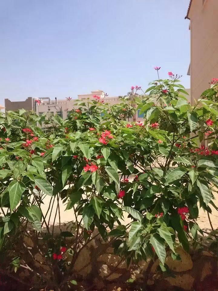 تحية طيبة لعشاق الزراعة والجمال، يسعدنا أن نُقدم لكم اليوم أفضل شتلات الجاتروفا المميزة. 🌱
🌿🌿الجاتروفا الجميلة ذات ازهار حمراء متحملة لدرجات الحرارة العالية وفترة تزهير طويلة جدآ 💐💐
🌹إرتفاع متر وأقل وبسعر ١٠ الاف 

نبات جاتروفا  

نبات خارجي شجيرة نموها الخضري كثيف وتنمو الى ارتفاع يصل الى 3متر سيقانها متعدده ويمكن بواسطة التقليم الحصول على نبات ذو ساق واحد لها ازهار حمراء قرمزية اللون ذات اسديه صفراء ومن اسمائه الشائعه (بيرقرنا ) يزهر النبات طول الفتره الدافئه ازهار الشجيره تجذب النحل يضم نبات الجاتروفا حوالي 175نوع تختلف فيما بينهم اختلافاً واضحاً
 يتكاثر النبات بواسطة  البذور "" النبات يتحمل المناطق الصحراويه وله فائده تثبيت  الاراضي الرمليه كما يمكن زراعتها جنباً الى جنب مع محاصيل البقول والفواكه مخلفاتها ذو نفع كبير اوراقها المتساقطه تزيد من خصوبة التربه  _____

💐للحجز والاستفسار يرجى مراسله الصفحه او واتساب ***********
💐العنوان :بابل/ المحاويل 
💐يتوفر لدينا توصيل لجميع محافظات العراق 🚛
تحية طيبة لعشاق الزراعة والجمال، يسعدنا أن نُقدم لكم اليوم أفضل شتلات الجاتروفا المميزة. 🌱
