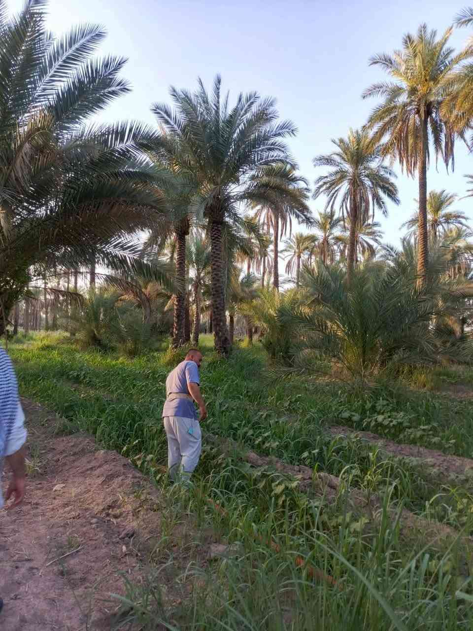 عندي بستان للبيع على طريق شريفه بنت الحسن سعر الدونم 85 وبيها مجال قليل منطقة ابي غرف الوسط محافظة بابل قريب حسينة سيد شاكر ولاد المساحة ٤ ونص ***********
