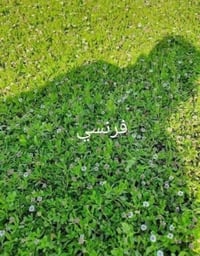 ثيل طبيعي • ديالى • توصيل ٢٤ ساعة