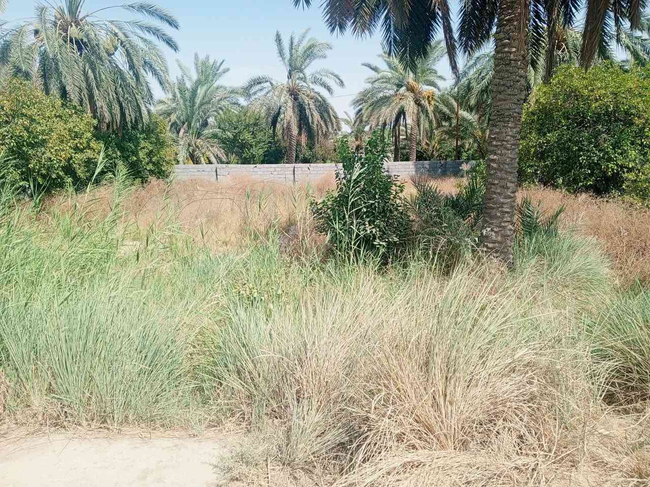 سلام عليكم بستان للبيع 530متر يبعد عن شارع 70 متر موقع واسط صويره جوميسه الغربيه سعر 30 وبيه مجال تواصل ***********
