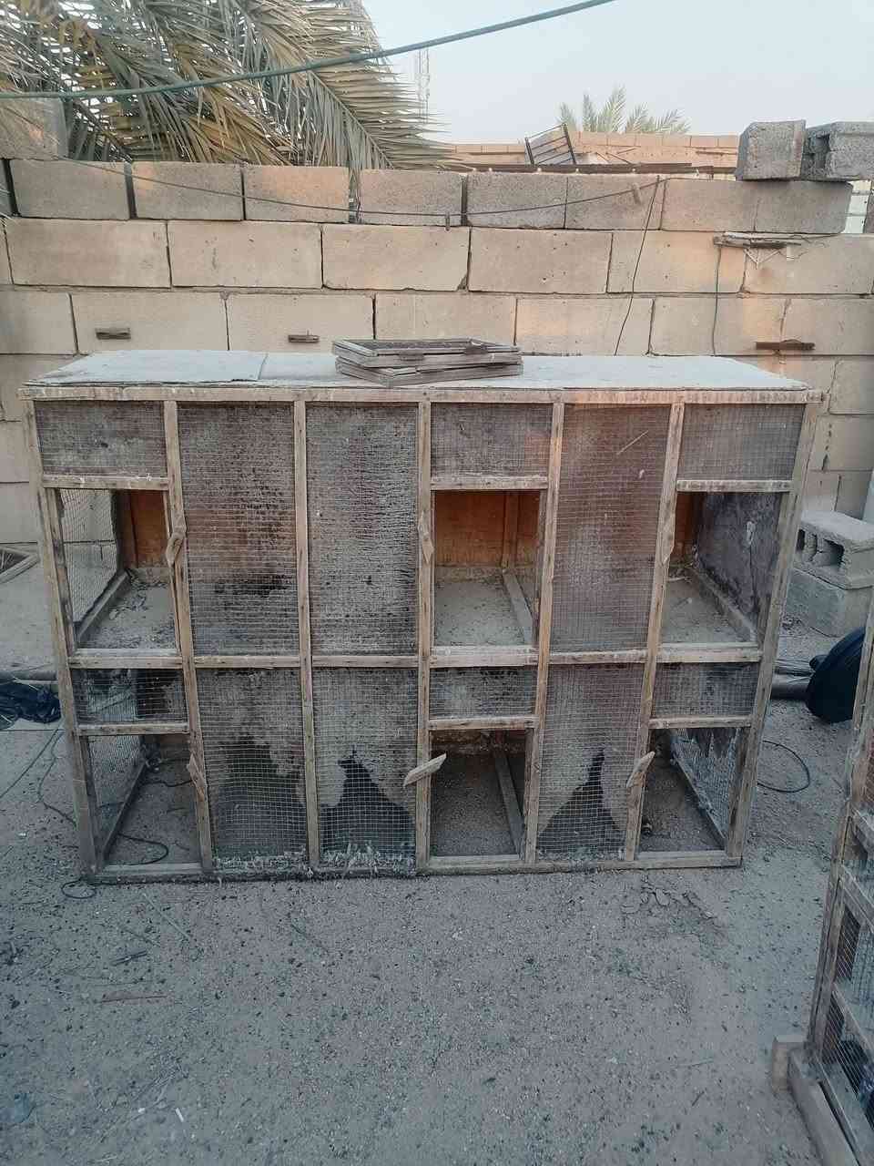 من رخصة صاحب الكروب ♥️ شباب اقفاص حلوة وقوية عددهن ٦ اقفاص كل قفص يحتوي اربع خانات جالي مالهن قوي ابيع شلعة الشراي يراسلني ويشلع عيوني عنواني بصرة ابو الخصيب والشراي انطيه هدية وياهن دباب مال ماي ومال حنطة ومقاعد مال بيض ذن هدايا رقمي ***********  سعرهن كلهن 225 اللة شاهد روح شوف الأسعار وتعال قفص مال بلبول ب50 الف وذن عددهن 6 وكبار ومن رخصة الادمن ♥️
