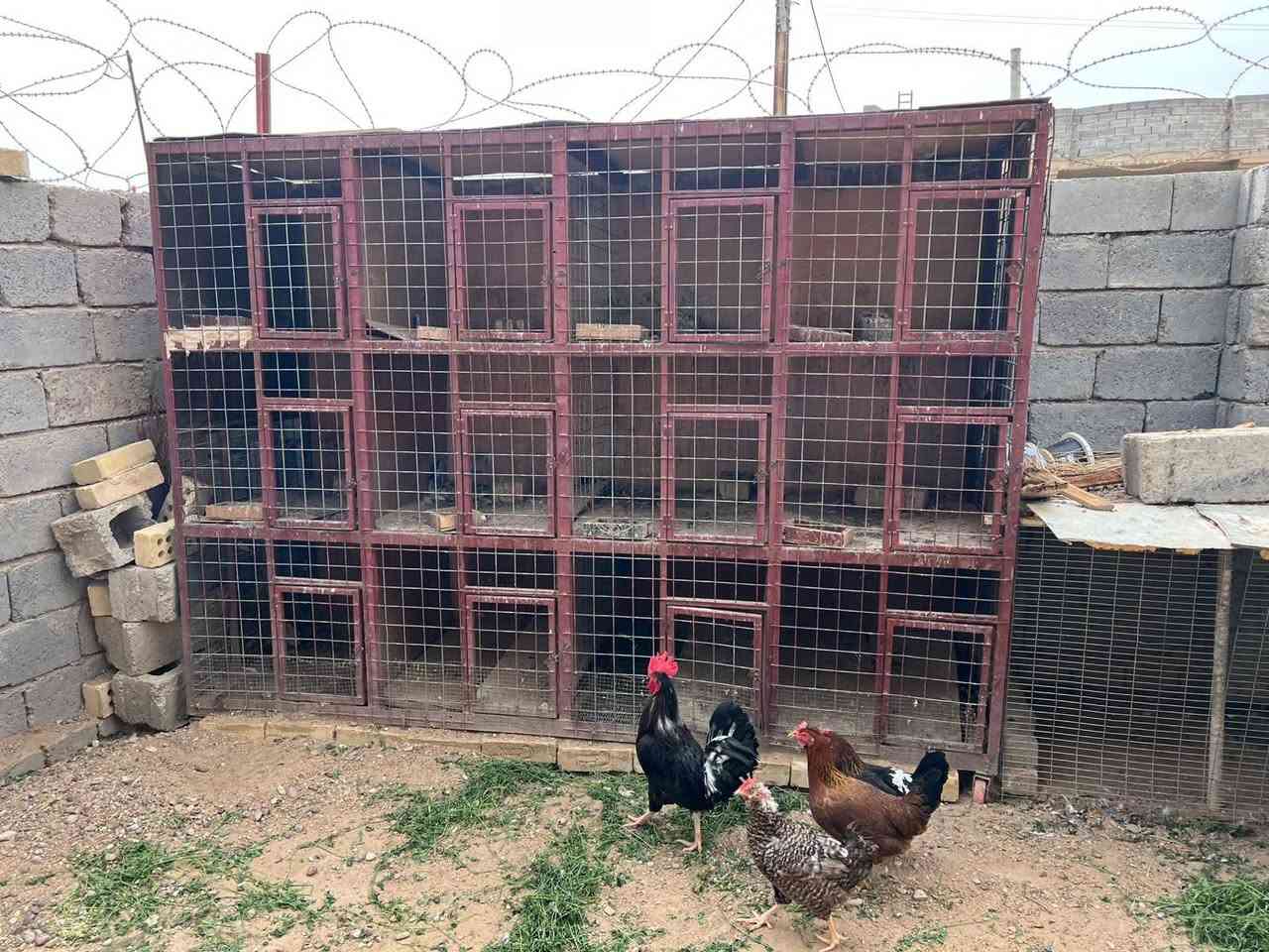 قفص • ١٢خانة • ٢م٦٠
