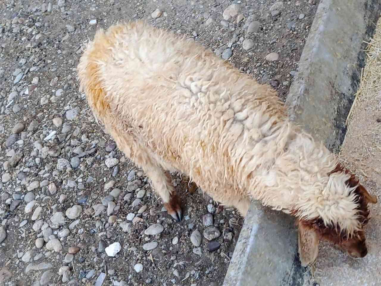 للبيع فطيمةمال ربط شرط نصاحةالمكان بيجي حي عصري***********
***********
