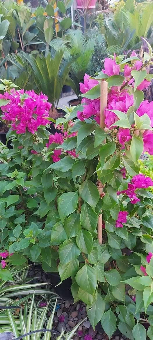 وصول النباتات الخارجيه 

جهنمي قزمي 🌷🌷🌷🌷🌷🌷🌷

اكاسيا 🌿🌿🌿🌿🌿🌿🌿🌿

كالبتوز🍂🍂🍂🍂🍂🍂🍂🍂🍂

ياس عراقي 🍃🍃🍃🍃🍃🍃🍃🍃

شوك المسيح 💐💐💐💐💐💐💐💐

البيزيا البخ 🌲🌲🌲🌲🌲🌲🌲🌲🌲

سدر عراقي 🌱🌱🌱🌱🌱🌱🌱🌱🌱🌱☘️

العنوان مشتل البطحاء الزراعي  مجاور موكب سيد حيدر 

رقم الهاتف ***********
