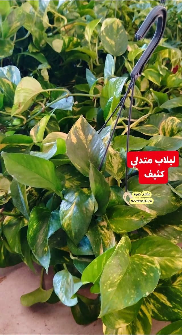 #على_بركة_الله_وتوفيقه 🌳🌳
وصول وجبة جديدة و مختلفة من النباتات الداخلية ظلية 👍🌳♥️

بانسب الاسعار و افضل الانواع 👍🌳❤️

مشتل جوري 🌳🌳

للأستفسار مراسلة الصفحة أو الاتصال على الرقم *********** + واتساب 

زورونا على عنواننا التالي 🍂🌸
صلاح الدين المجمع الدور السكني سوق الرابع
 مقابل مدرسة الريان // شارع قبل مدخل المدير العام 🌳🌳

نص مكتوب في الصور:
- عنكبوت متدلي مشتل جوري ***********
- لبلاب متدلي كثيف مشتل جوري ***********
- جلد النمر مشتل جوري ***********
- دراسينا خيطي مشتل جوري ***********
- فوجيرا كثيف مشتل جوري ***********