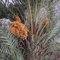 مزرعة • نص دونم • ماء وكهرباء