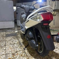 سكنس فحل • ياباني • مكفوله