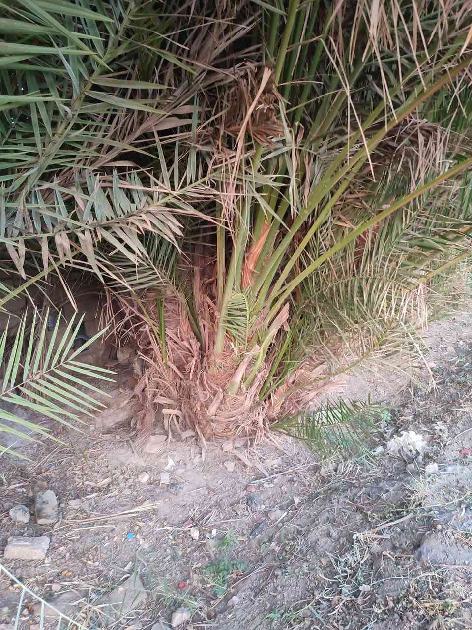 فسائل جمالي • الموفقيه الاعگابيه • الكرادة
