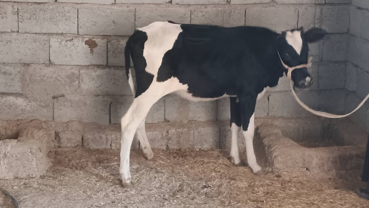 السلام عليكم للبيع حوليه جنس اصليه افريزي السعر مليون و 225 الف وبيها مجال للأستفسار الإتصال على الرقم ***********

