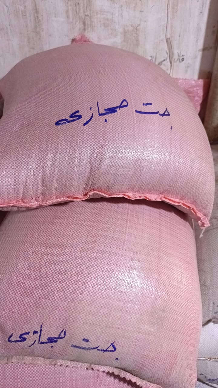 جت مصري • الجت الحجازي • بذور نقية