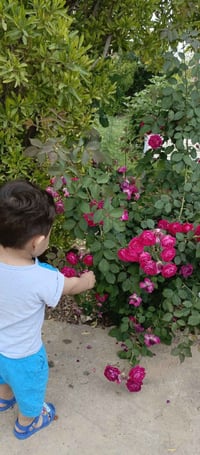 حداقجي • قطع أشجار • رش مبيدات