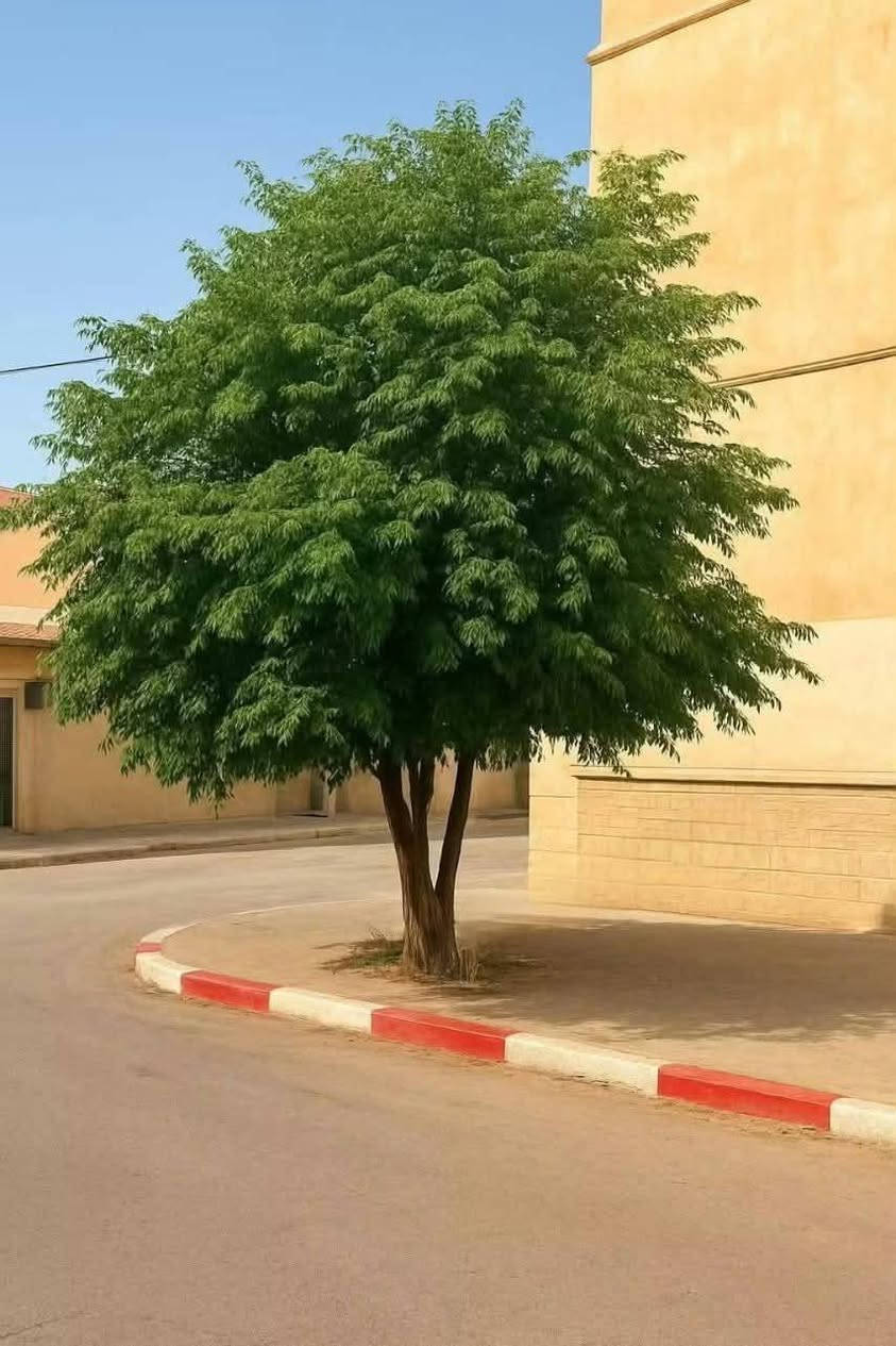 بيع شتلات بسعر مناسب مع التوصيل 
الأكاسيا البيزيا السبحبح السدر  الجاكرندا
للتواصل ***********
السعر 10 آلاف احصل على 3 شتلات اختياري
إذا تأخذ 6 شتلات تأخذ واحدة بلاش
