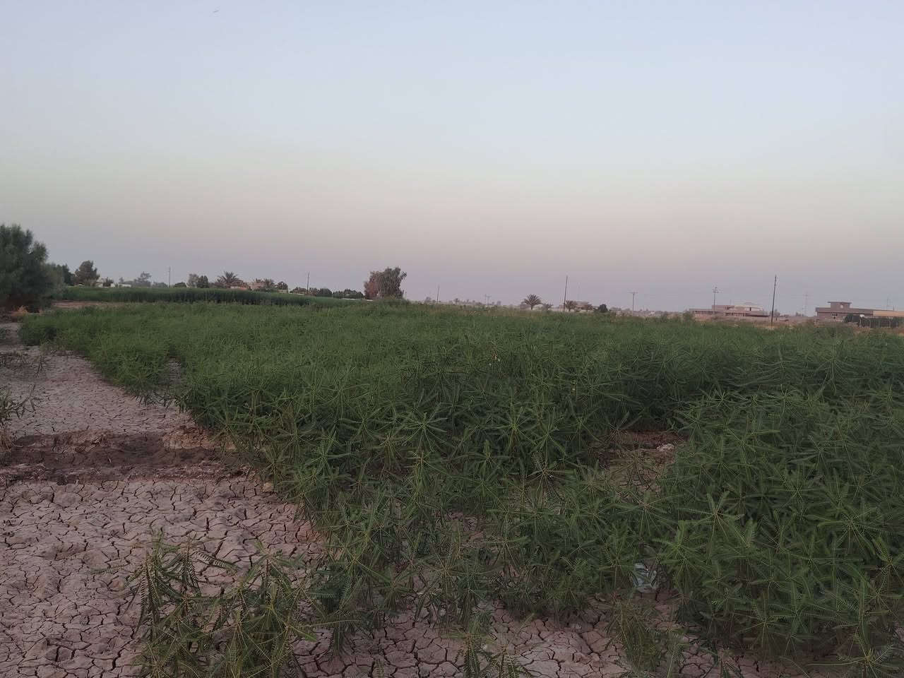 سلام عليكم
كاع للبيع اربع دونم  سند ٢٥ طابو

تحويل ثاني يوم

 متوفر ماء اسأله ونهر

مع دارين  سكن بناء حديث

موقع  قريه الزنابره قرب حقول ابو ليث طريق ناحيه لامام
الاستفسار ***********
