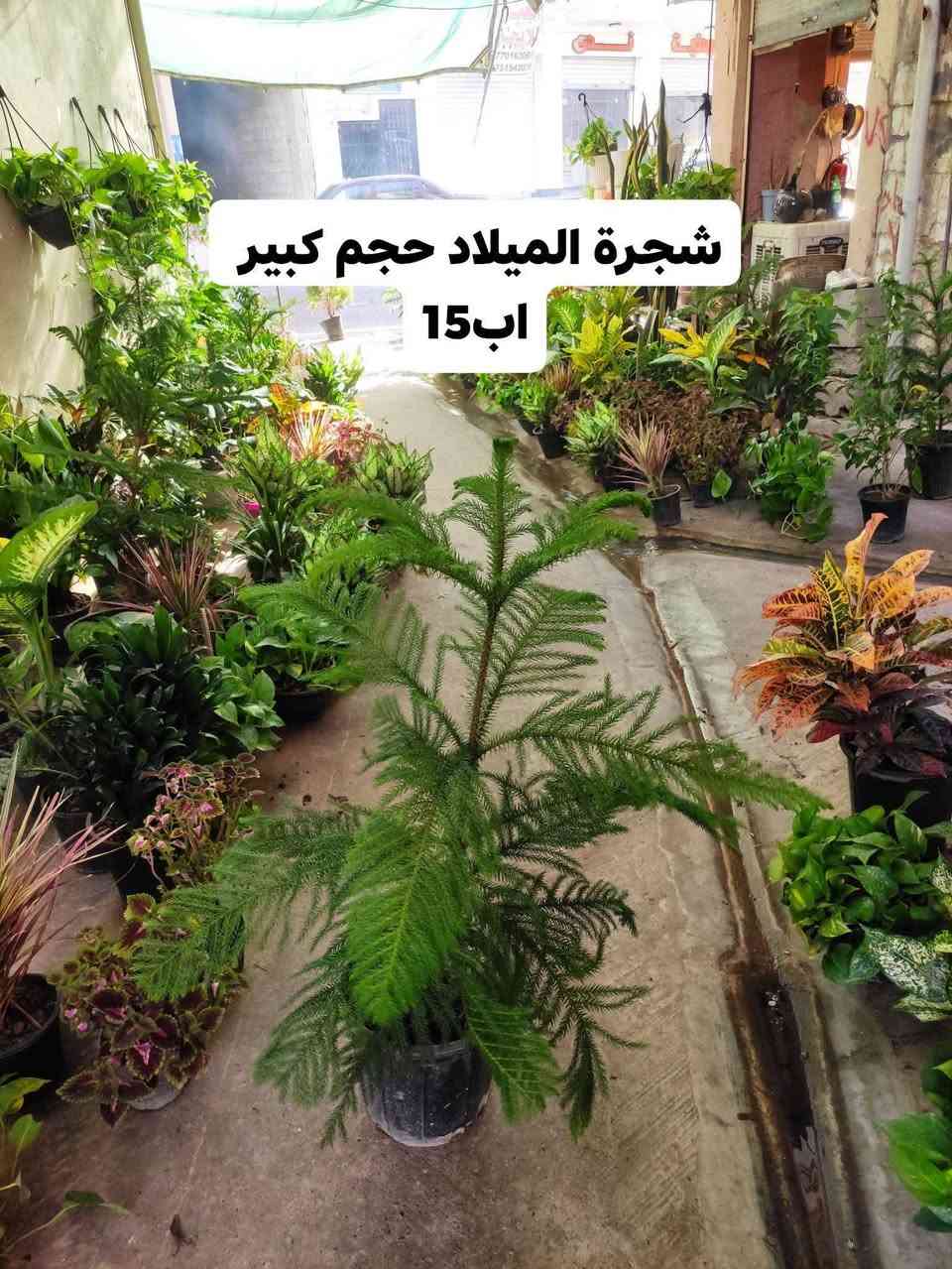 (السلام عليكم اعزائي ) تم وصول وجبة جديدة من النباتات الظليه  الهولنديه وشمسيه في ( مشتل ابو علي)🌷🌷🪴☘🍁

العنوان موصل الجانب الايمن سوق السرجخانه قرب جامع زينب خاتون 
للاستفسار او الحجز مراجعه الصفحه او الاتصال على الرقم
***********

نص مكتوب في الصور:
- دفن باخيا حجم الكبير 25
- دفن باخيا حجم كبير ب8
- مطاط عسكري حجم كبير بـ6
- شجرة الميلاد حجم كبير
- اب 15
- شجرة الميلاد حجم وسط
- اب 10