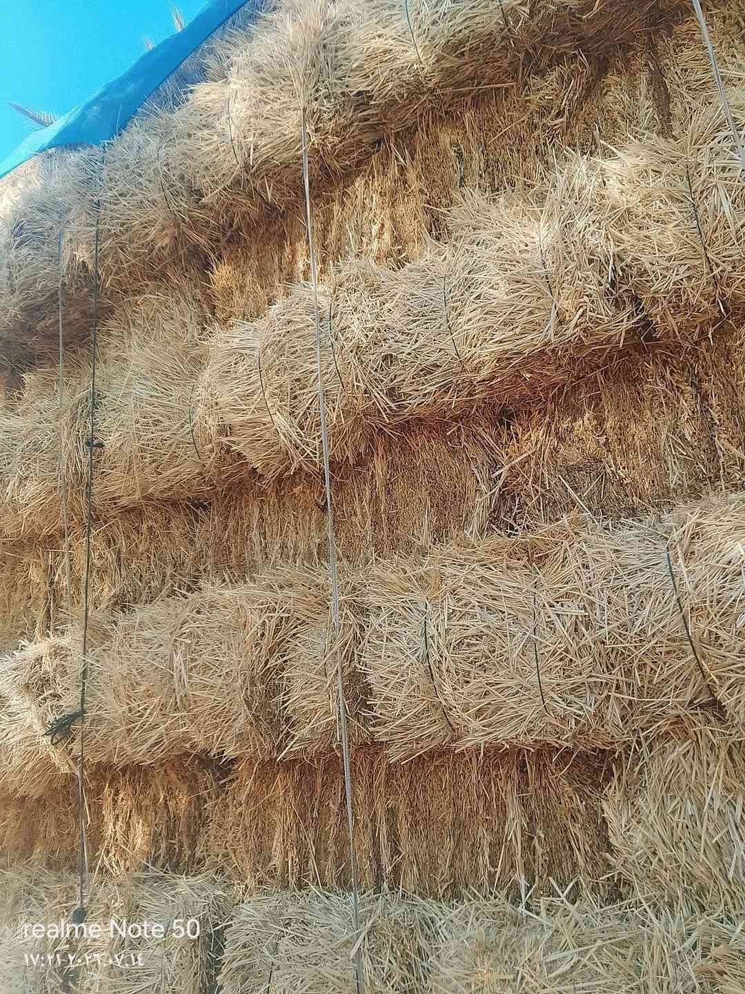تبن حنطه • طول متر • ١٠٠ كبسه