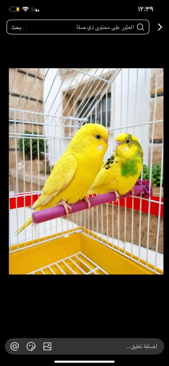 توفر ترتيب هدايه پأشكال محتلفه  معه طيور لحب وبأنسب الأسعار ***********✨✨💕

