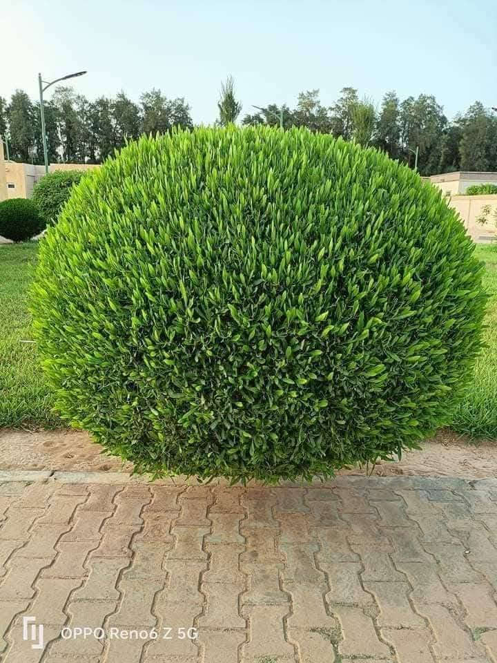 الدودونيا 🌿🍀💚
..........
هي شجيرة مستديمة الخضرة قد يصل ارتفاعها إلى 4 متر  وتزرع لغرض تسوير وتحديد الحدائق أو كأشجار مستقلة تقلم بالشكل المرغوب لقابليتها الجيدة للتشكيل حسب الرغبة ينتشر استخدامها في الحدائق العامة والخاصة .

 
تعتبر  من الشجيرات الفائقة التحمل والتكيف، فهي تنمو في الظروف البيئية الصعبة بشكل ممتاز، وتتحمل العوامل البيئية القاسية مثل الحرارة العالية والجفاف والرياح وملوحة التربة .

متوفره 
بسعر 750 جملة 
وبسعر 1000 دينار للوحدة (مفرد)  
اقل عدد جمله 10 فما فوق
واتساب ؛ ***********

نص مكتوب في الصور:
- OPPO Reno6 Z 5G
- ددونيا