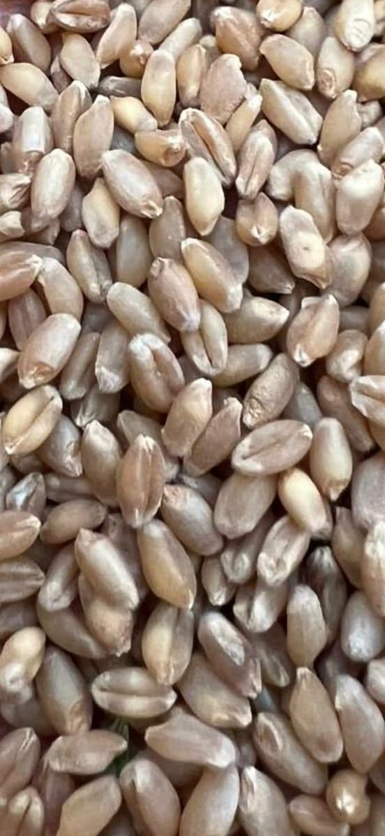 حنطه • بنت المغلف • واسط
