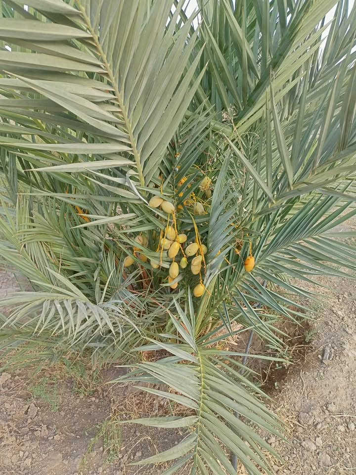 بستان للبيع
يبعد عن الامام الشريف 3 كيلومتر
المساحة 1800 متر مربع زراعي واجهه 13 على الشارع والنزال 140
يمتد من الشارع تجاه الشط (يعني حهة الشط مو عبور الشارع) يبعد عن الشط 100 متر
مسيج BRC وكامل وبي 20 نخلة مجهول السنة حملت اول حمل والفسائل اكثر من 80 فسيلة واهل الخبرة يعرفون قيمة المجهول وشكد سعر الفسيلة بالبيع وشكد سعر كيلو المحهول..
بي 12 نخلة شويثي 12 نبگ مطعم انواع فاخرة واصل كهرباء والماي نظام تقطير من الشط وبي مولدة مشترك وي بستان ثاني
السعر 35 للتواصل اتصال او واتساب على الرقم
***********
