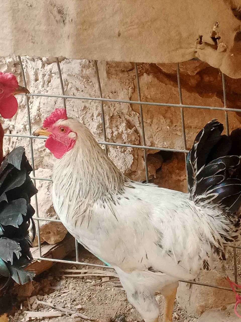 زوج ديوكه • عرب • مالت بيت