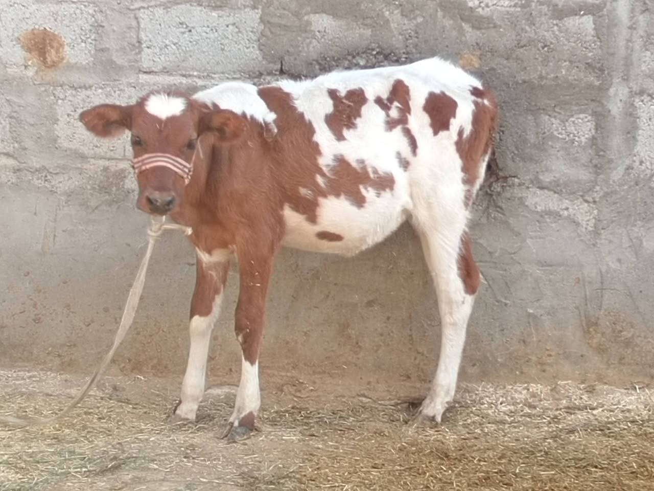 جوز حوليات • ٦ أشهر • ٥ أشهر
