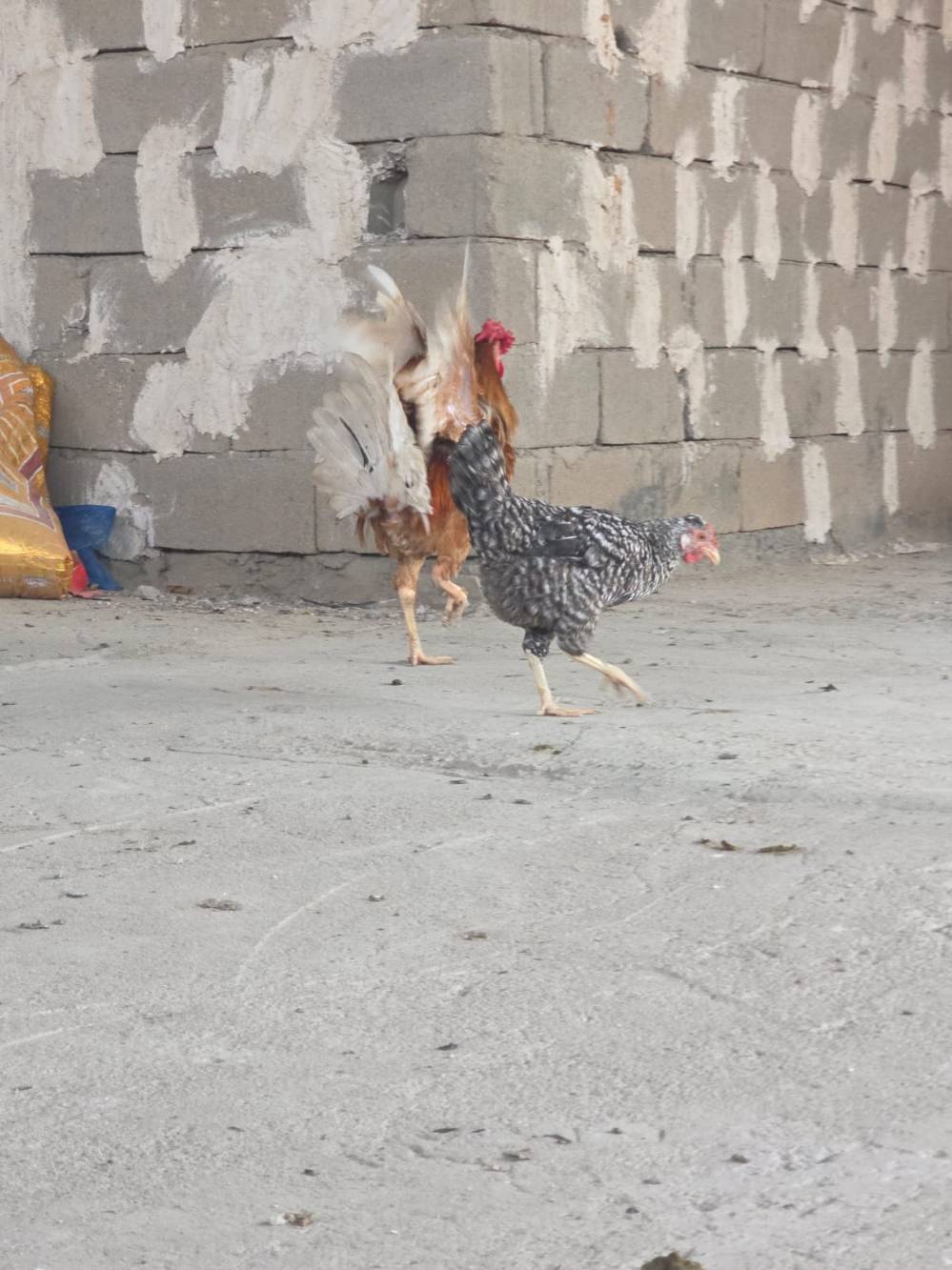 دجاج بياض • أقل من سنة • البصرة