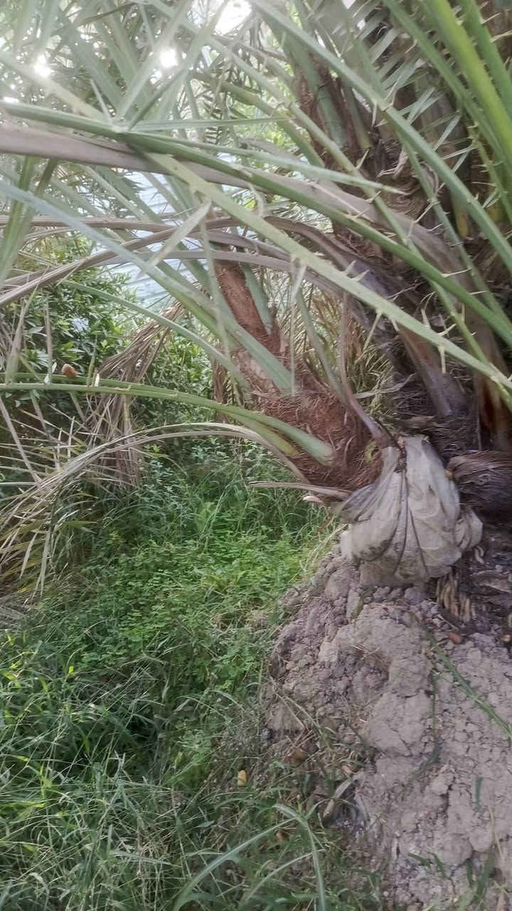 السلام عليكم عشاق النخيل ومحبي النخيل نعرض لكم فسائل مكتوم الراغب بل شراء عنوانه واسط قضاء الصويرة***********
