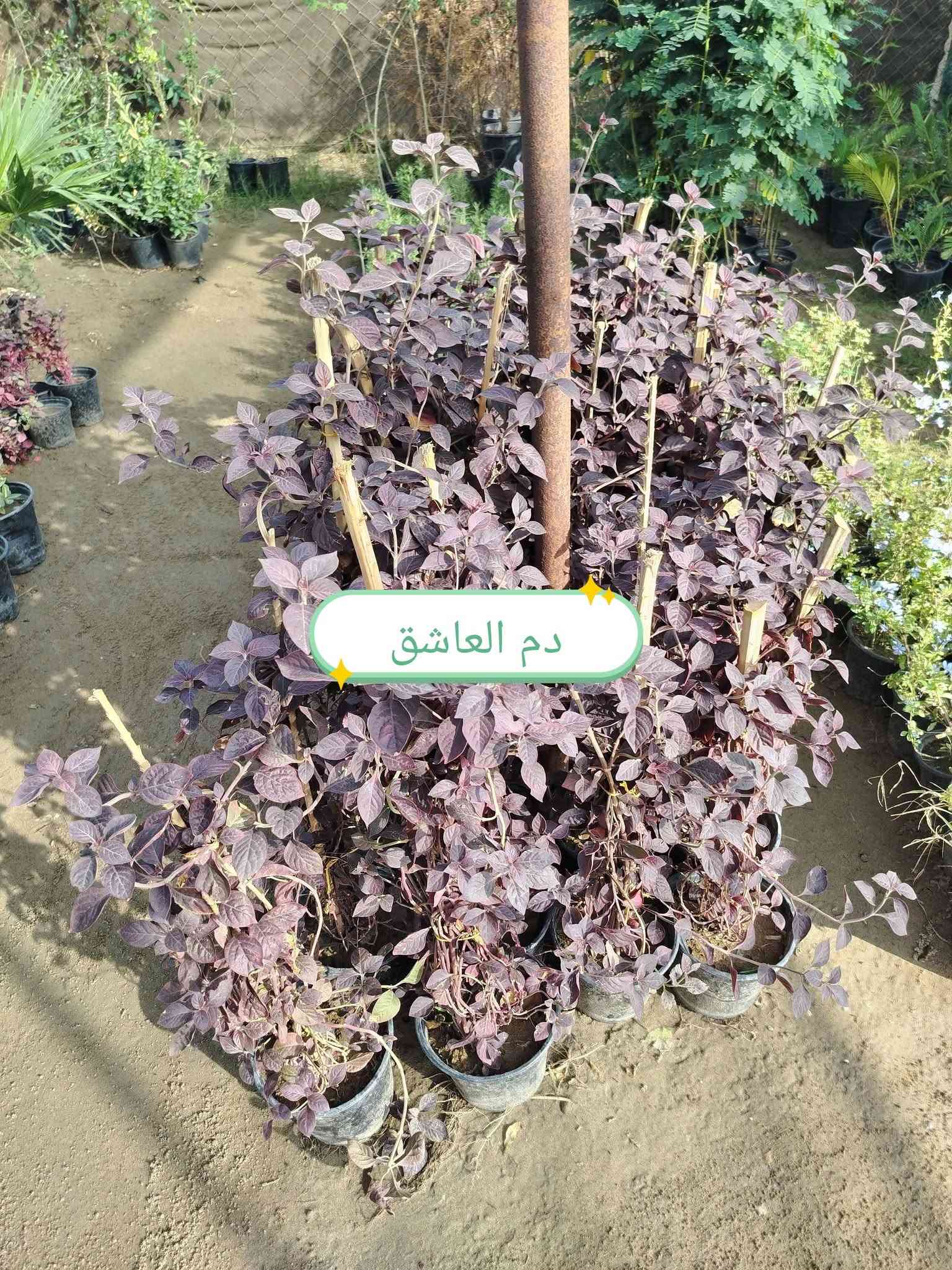 مشتل سيد هشام • نباتات زينة • قرب نزلة جحيشات
