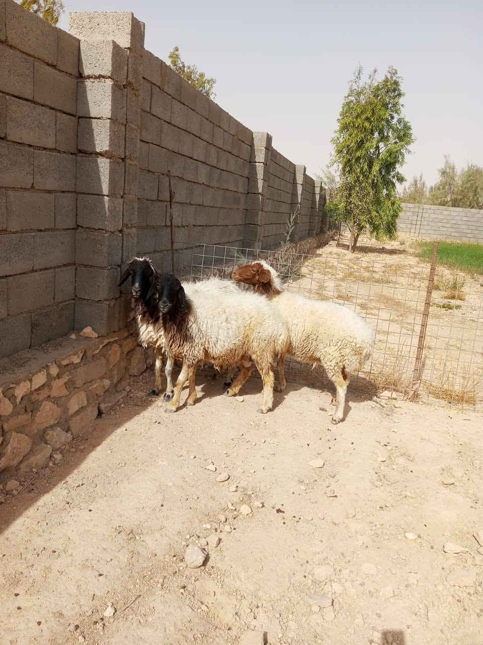 السلام عليكم
اخوان 5 نعاج سن وشطر كلهن عشر بيهن  مبينهن بعد ما مبين  غنم فاخره مال جناي سعر لزوج ٨٢٥  الف وبيه مجال مكان حديثه *********** يوجد توصيل حسب لاتفاق
