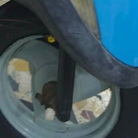 ويل بلادي • اصلي • مراوس بويل