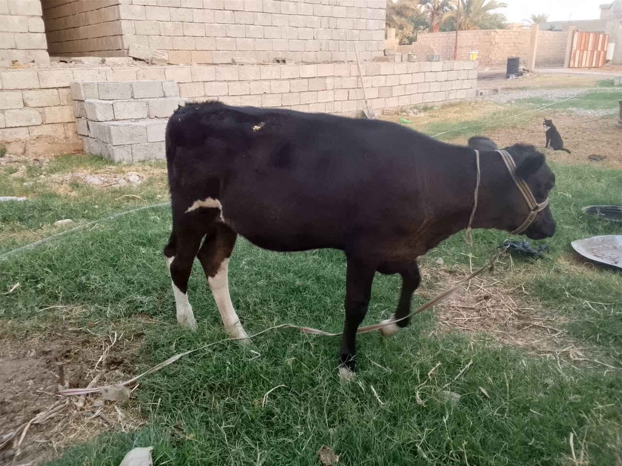 السلام عليكم ورحمه الله.
متاح . بقرة رغوث مالت بيت خشنة حلوة نظيفة 
حليب 4 بطاله دسامه فول .
مكفلة على كل عيب . وراها حوليه لقاح هوللشتاين جمه عرموطي 
الدابه ملقحة صارلها شهر و نص 
ملاحظة . الي يريد يشوف خاثرها يجي خاص 
و ترهم الجاب 
للاستفسار الاتصال على الرقم ***********
