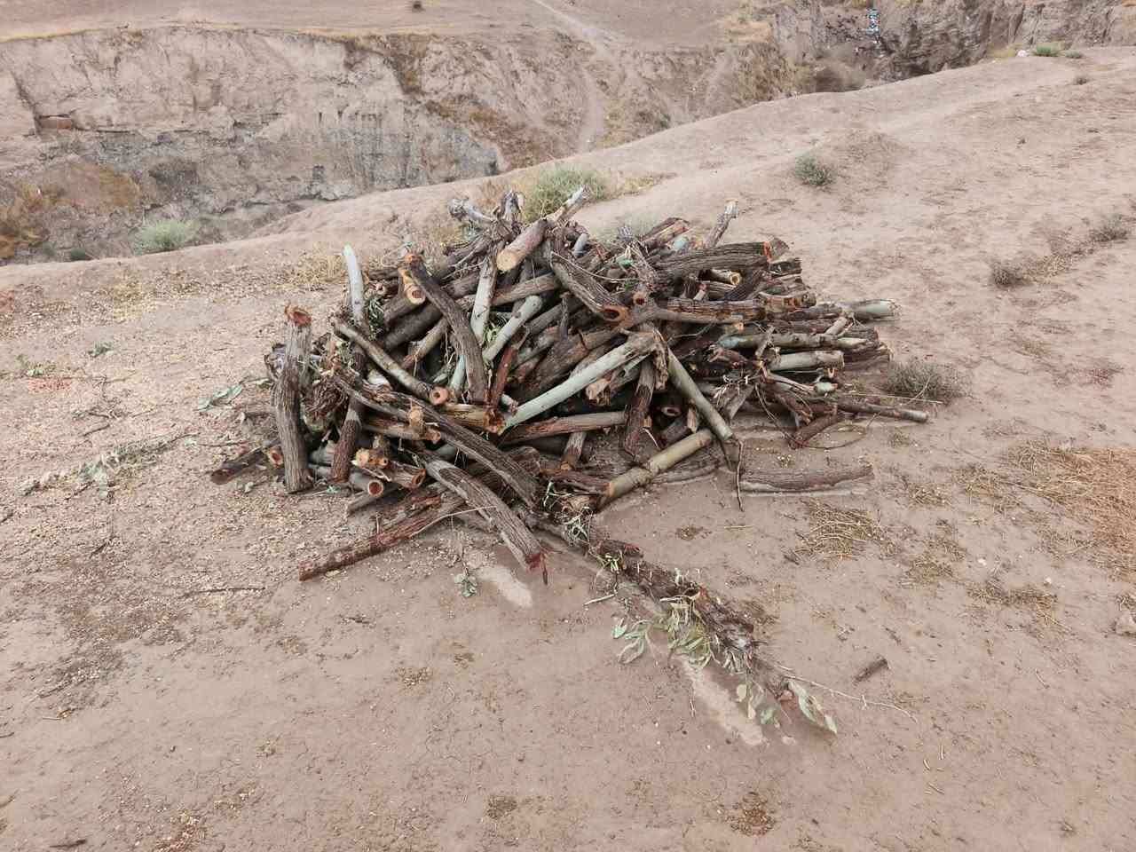 حطب • قلمطوز • تين