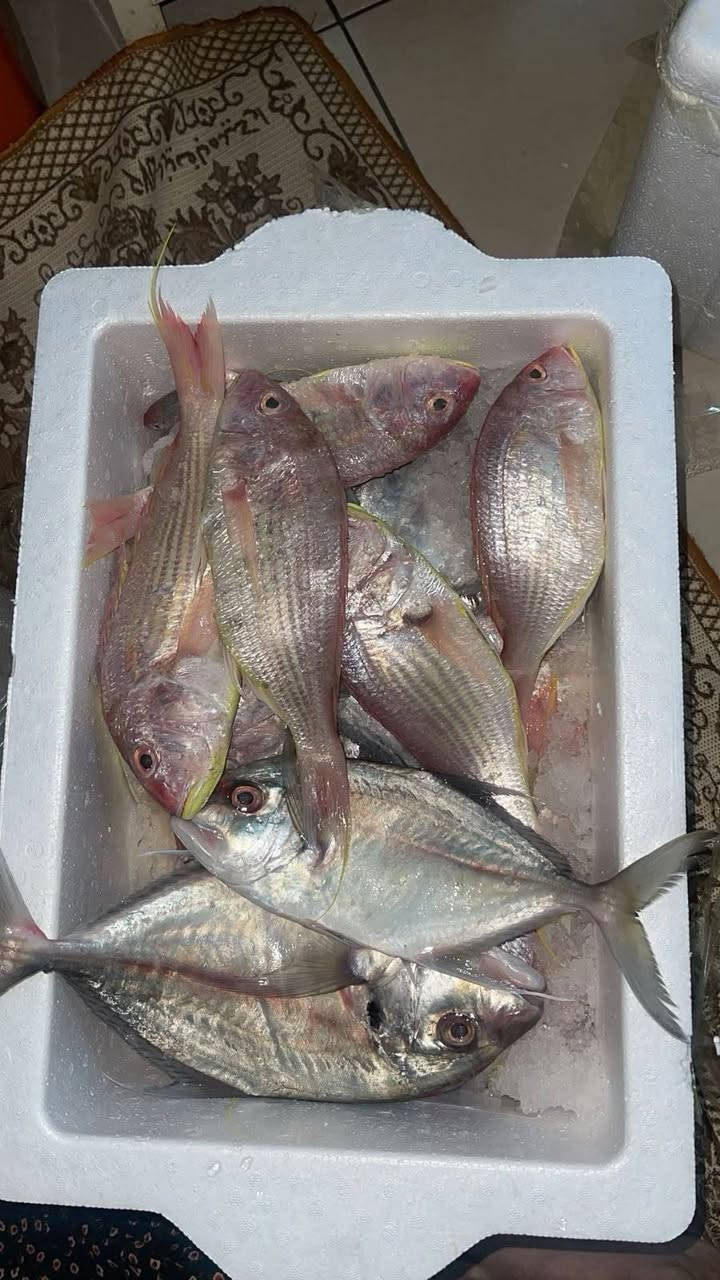 سمك كاريبي • دجاج ذبح • لحم عجل