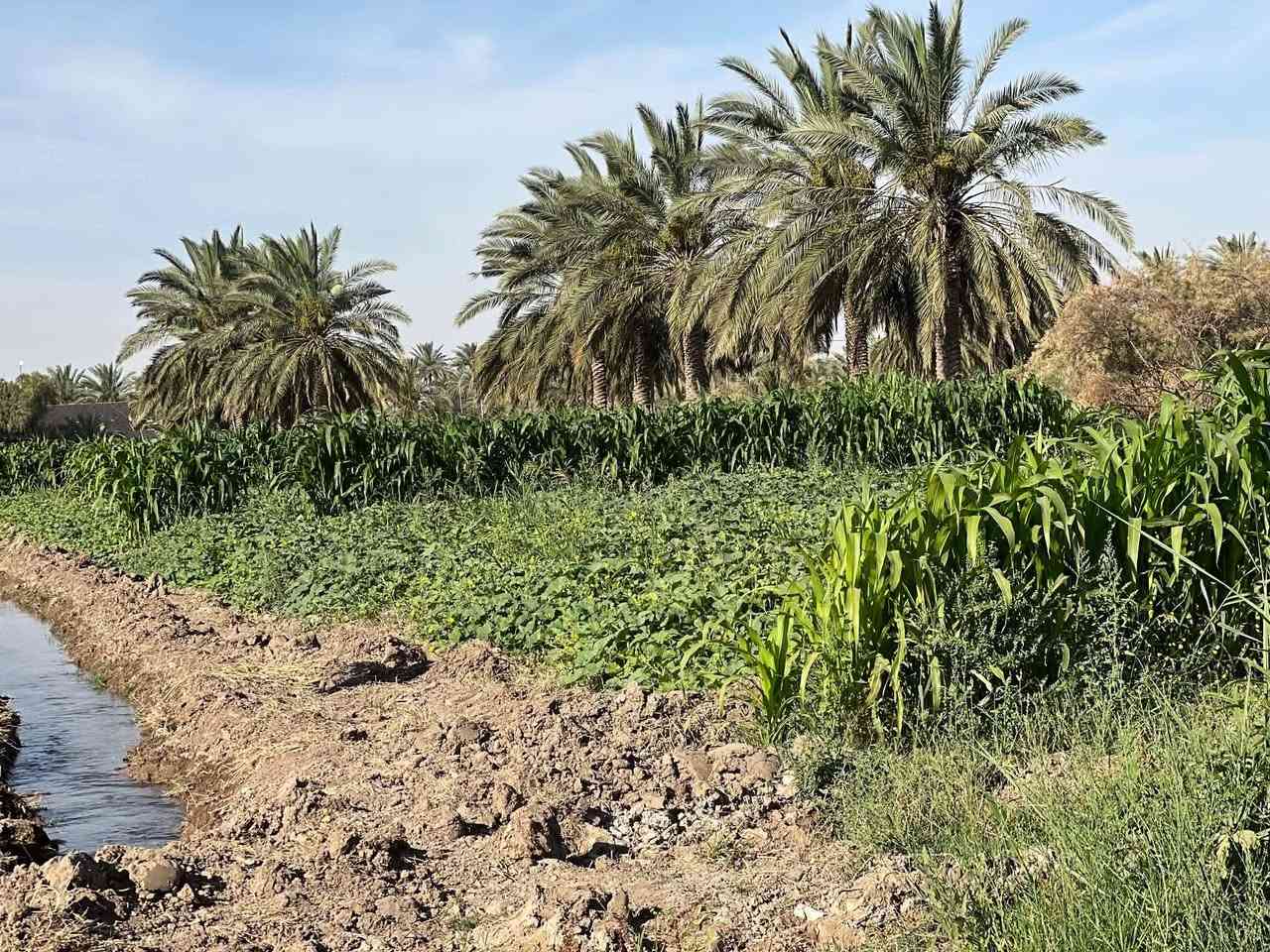 ٩ دونم • نخيل ٥٠+ • بيوت ٣