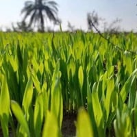 ٨٠ دونم • واسط النعمانيه • ماء دجلة