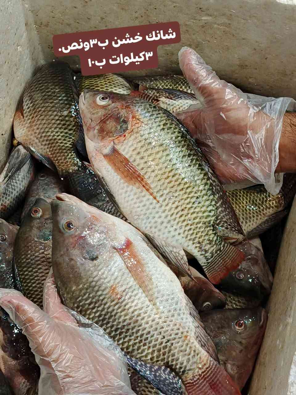 يا الله مصباح الجمعه وصلات علا محمد

العلاف العدل الخشن ب٥تالاف يوجد خدمت تنضيف تقطيع تصديف مجاني حسب اطلب يوجد شوي علحطب

سمتي حر مال شط ب٤   ٣كيلوات ب١١

شانك خشن مال شط ب٣ونص.   ٣كيلوات ب١٠

بجبج خشن للمطبك وتكلا ب٣ كيلوين اب٥

حرش وصط مال شط ب٦ كيلوين ب١١

العنوان تقاطع حي شهداء الثاني اليطلعك للمهدي علا ايدك اليسره بجهت المحل مال سكلات يوجد توصيل جميع الأحياء في السماوه للحجز *********** واتساب وحنه بخدمتكم

نص مكتوب في الصور:
- به تلاف العلاف العدل
- شانك خشن ب٣اونص. ٣كيلوات ب ١٠
- حرش وسط مال شط
- ب٦ كيلوين ب١١
- سمتي حر مال شط ب٤. ٣كيلوات ب١١
- بجبج خشن للمطبك وتكلا ب ٣ كيلوين ابه