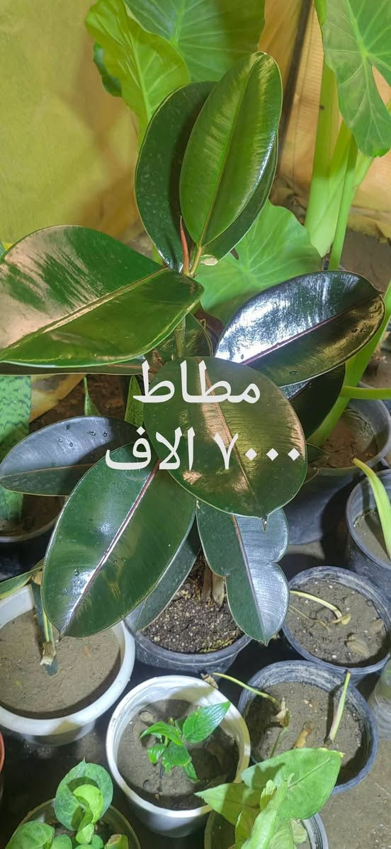 📍 زورونا في مشتل ومنحل كاردينيا
الموقع ديالى بعقوبه التحرير مقابل بيت كمبش والفرع الثاني بكاطون الرحمه للاستفسار الاتصال على الرقم ***********

نص مكتوب في الصور:
- بلاب متدلي
- ٦,٠٠٠ الاف
- سجاد الف دينار
- شمدوريا ١٢٠٠٠ الف
- كلونيما ٨٠٠٠ الاف
- مطاط ٧٠٠٠ الاف
- زنبق السلام
- ٨٠٠٠ الاف
- دفنباخية ٨٠٠٠ الاف
- بلاب عمودي ٩٠٠٠ الاف
- دفنباخية ٨٠٠٠ الاف مشتل ومنحل كاردنيا صورة منذ 54 د كل الهلة هاي اسعارنا الجديدة مشتل ومنحل كاردنيا بعقوبة التحرير مقابل بيت كمبش والثاني كاطون الرحمة مراسلة مشتل ومنح...