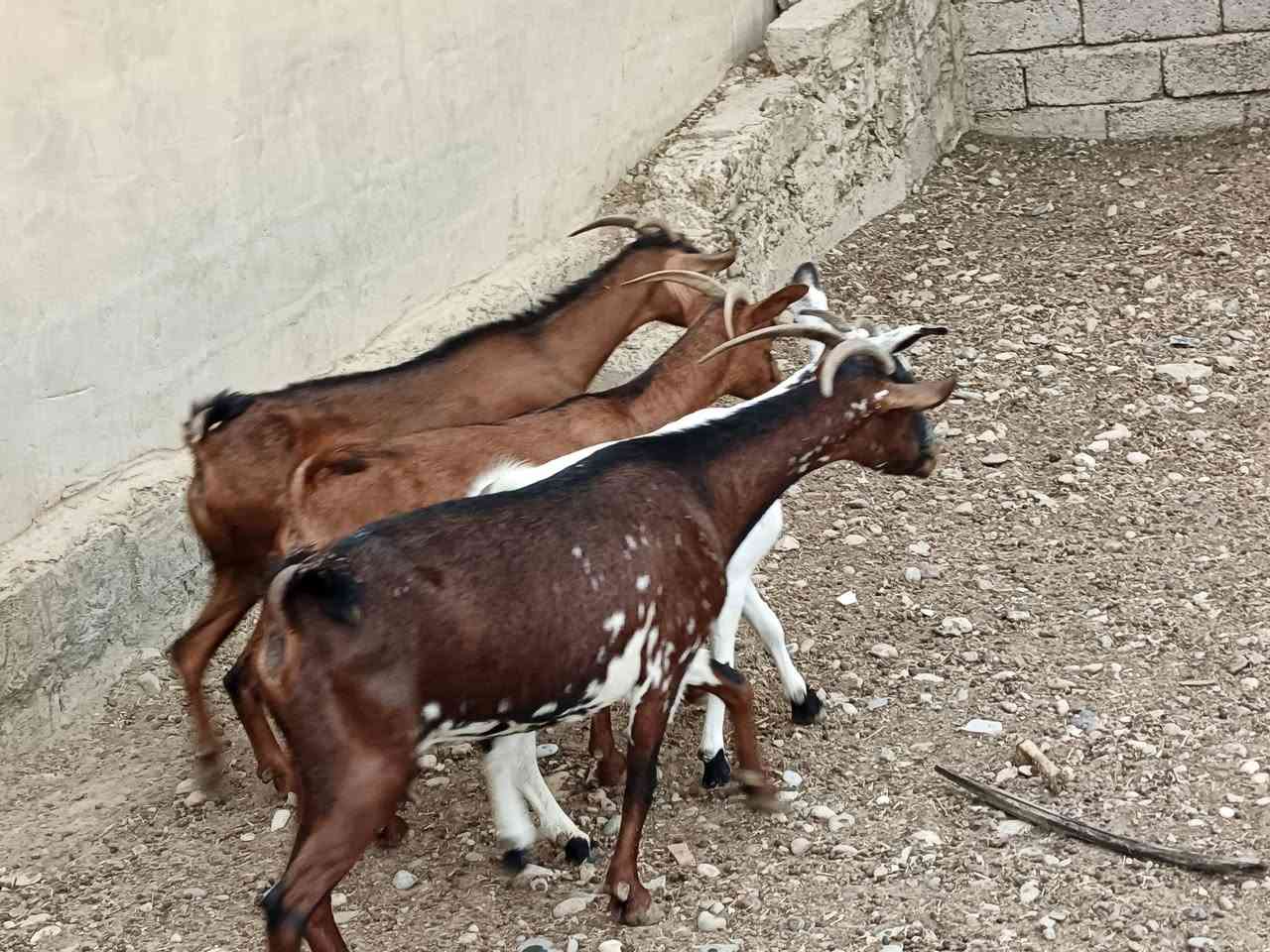 سمان • جنس أصلي • ضمان٥أيام