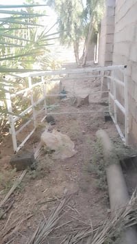 ستوتة • جديد • دلي عباس