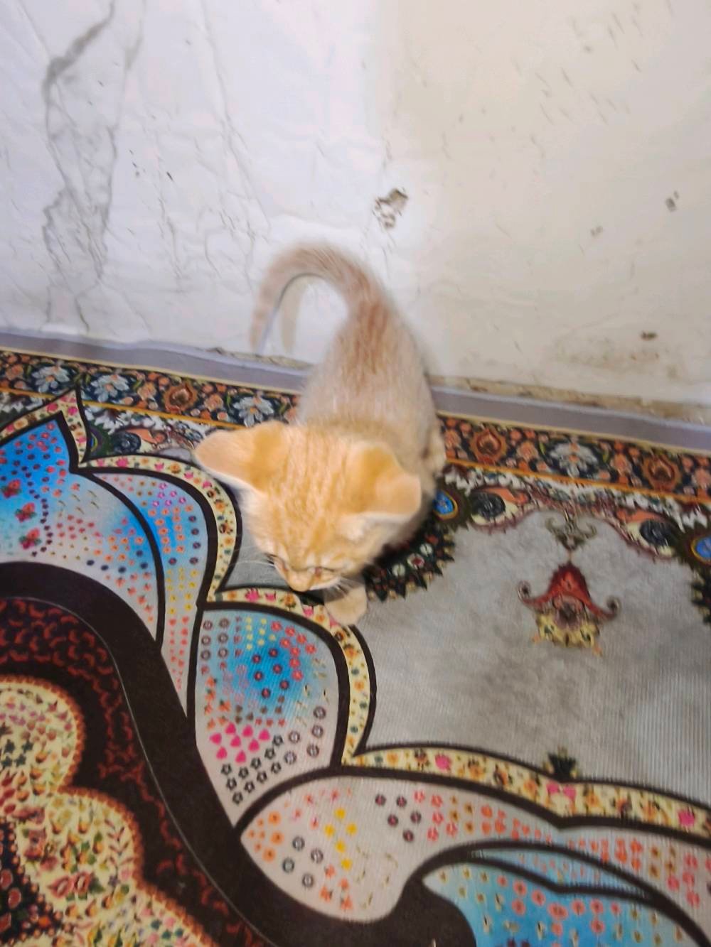 بزازين • تبني