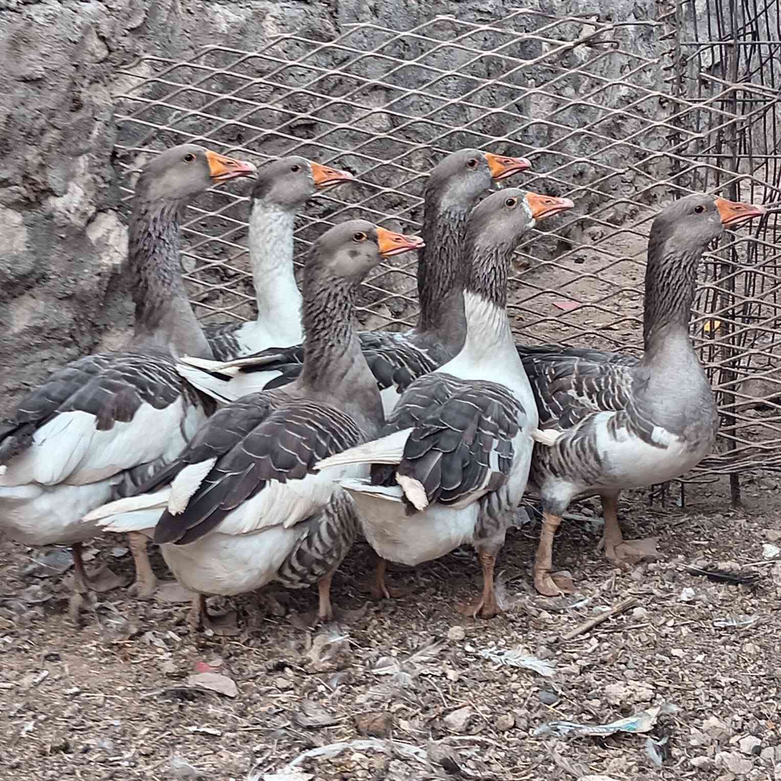 وز عراقي • نضيف • حديثة خفاجية