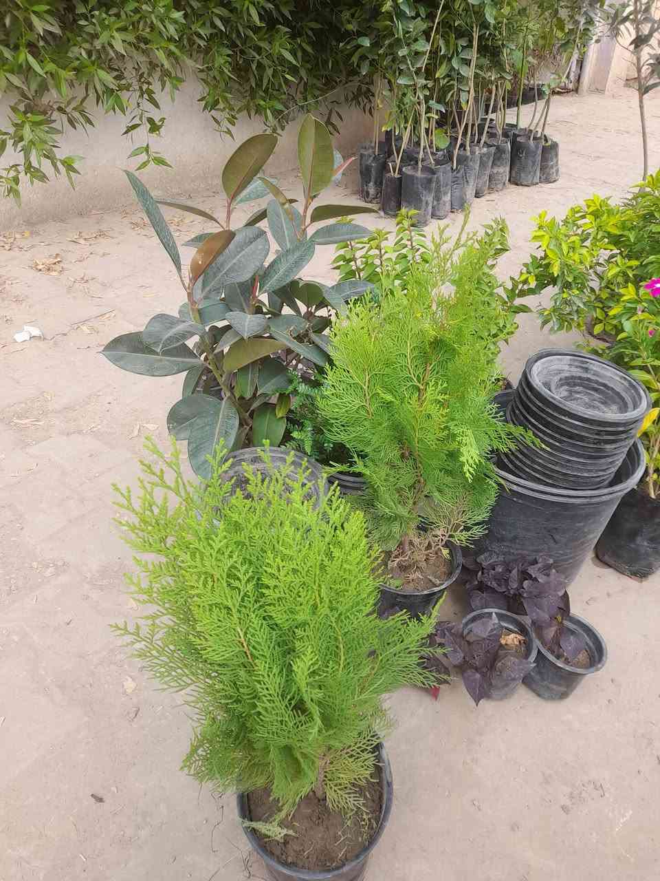 غماس طبكة • مجاور منتزة