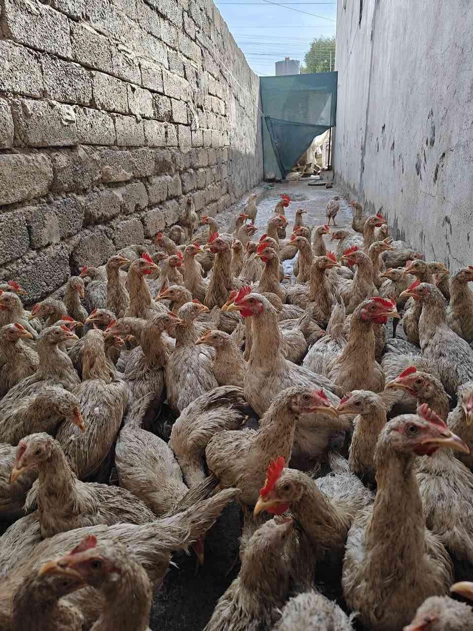 صواصي معمل للبيع الزوج ب 9الف أو بيي مجال الي يأخد كمية الرقم ***********
