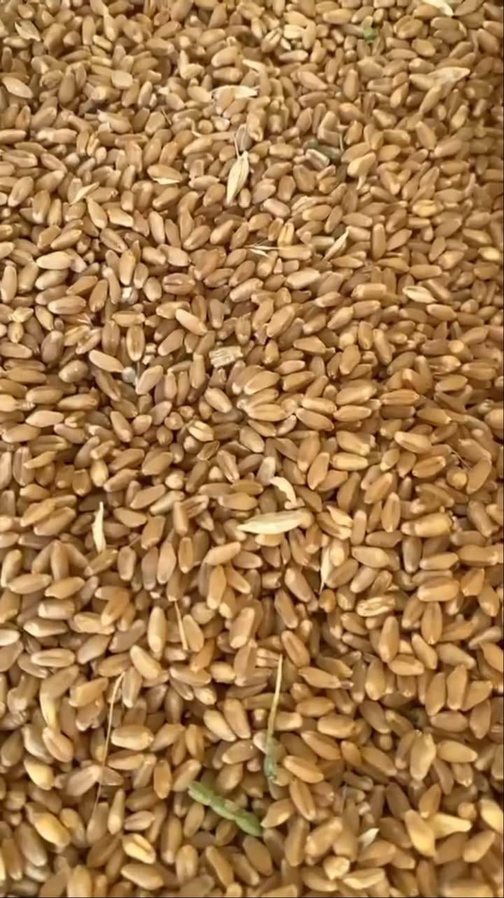 حنطه • نزار • بدون سعر
